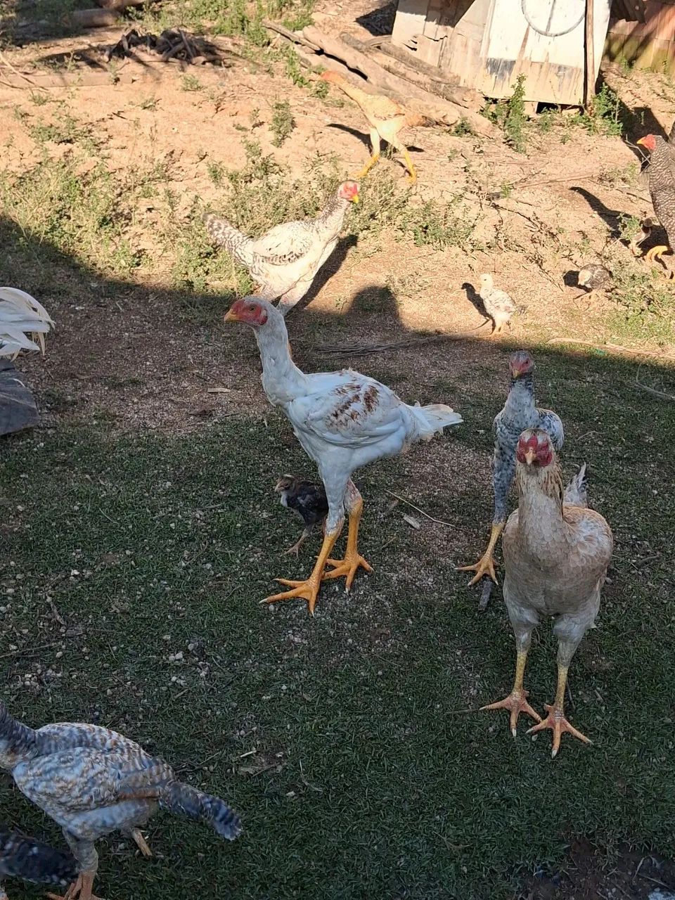 Frangos e Frangos total 10 aves gigante  - Foto 4