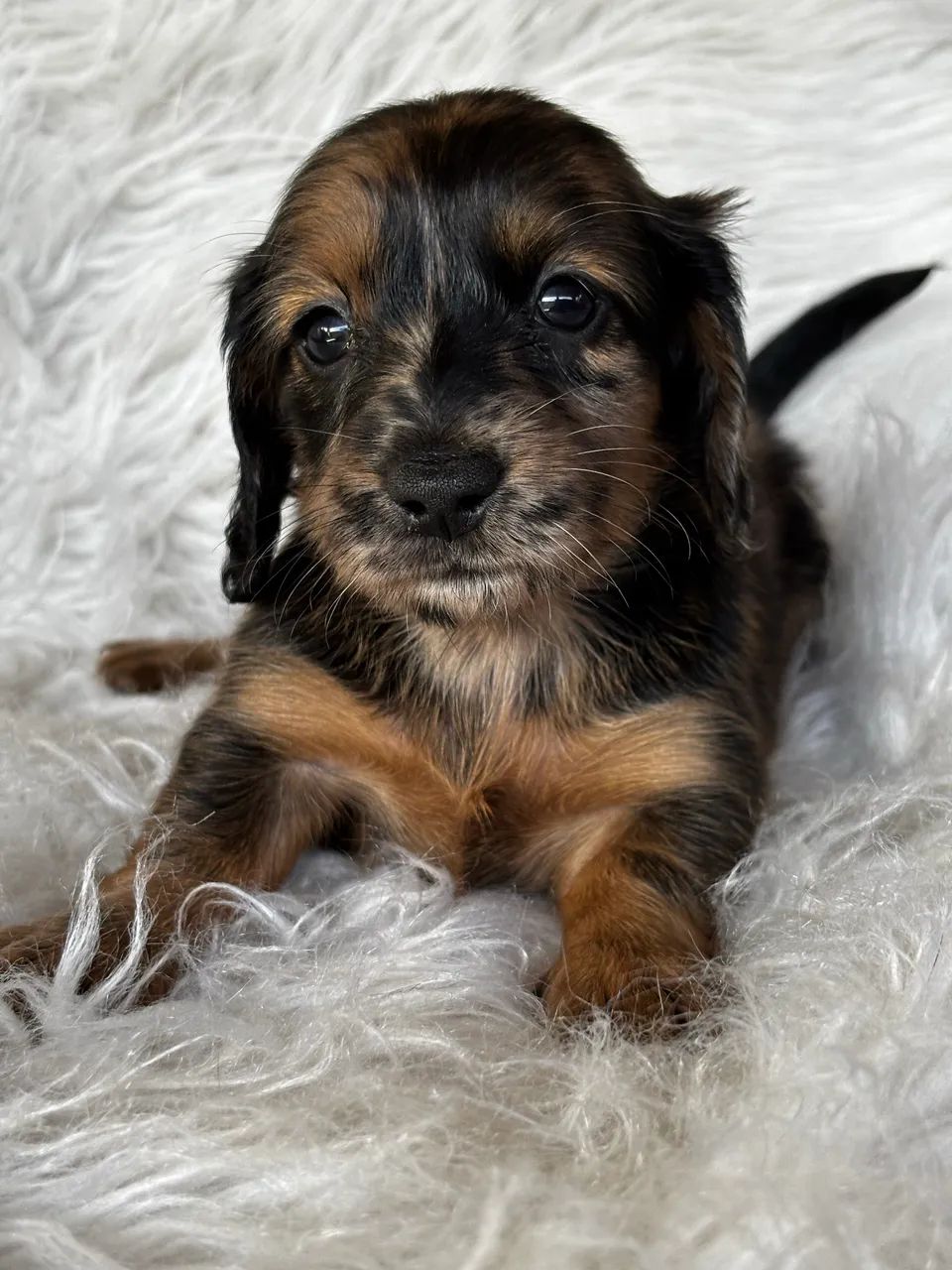 Dachshund ( salsichinha)