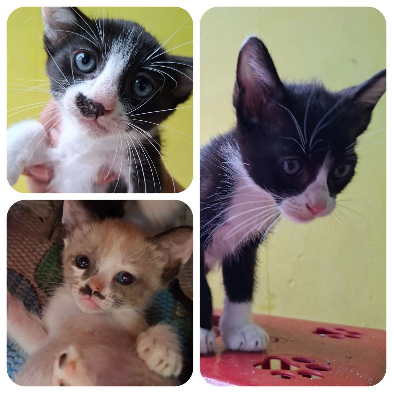 Doa-se Gatinhas