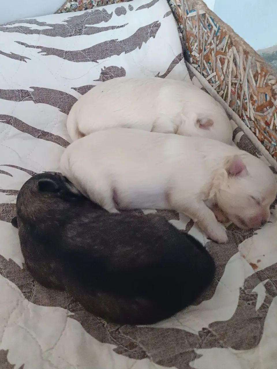 Spitz alemão - Foto 2