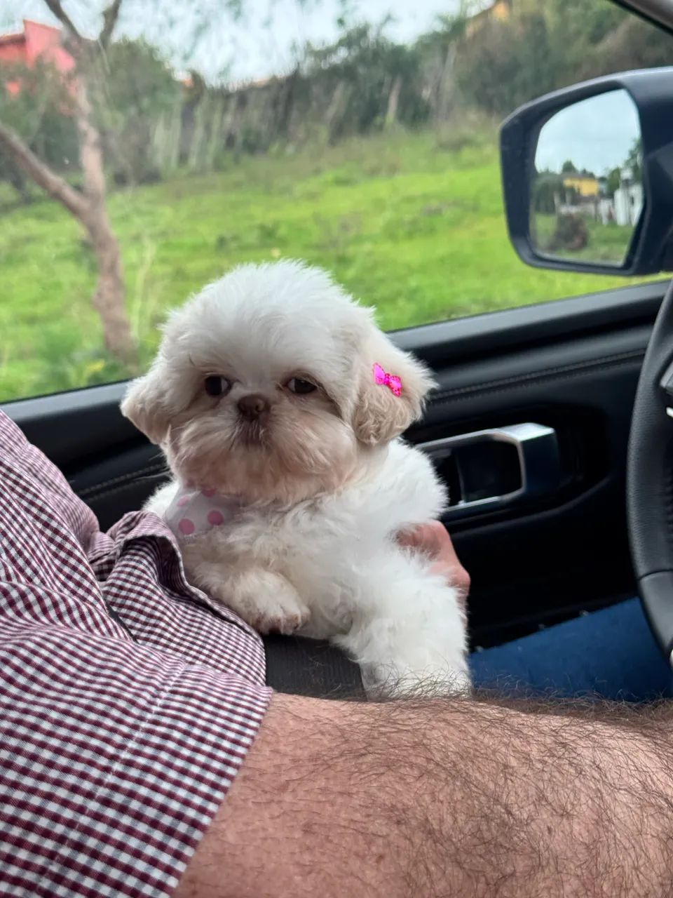Fêmea shih tzu  - Foto 2
