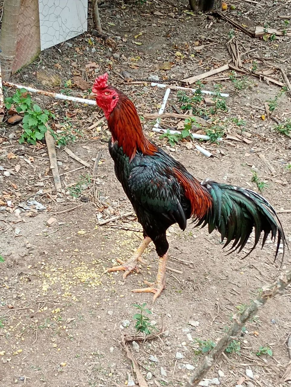 Galo francês 