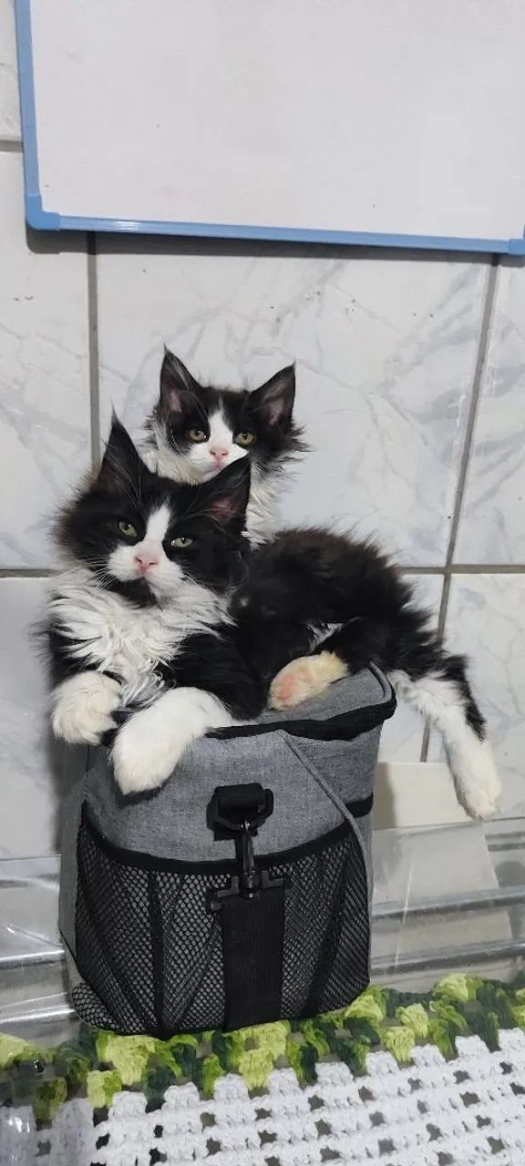 Filhotes de gato Maine con 
