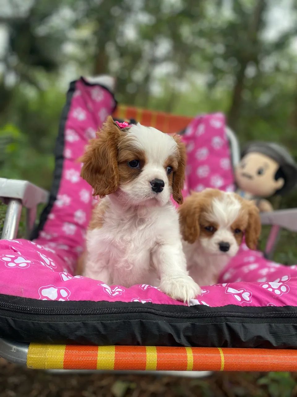 Cavalier filhotes com 2 meses com pedigree  - Foto 3