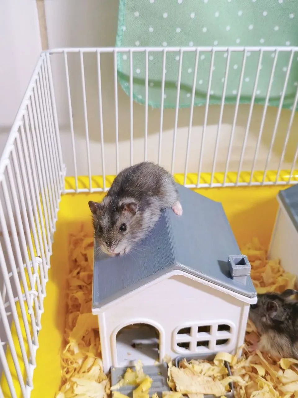 Hamster doação filhote anão russo - Foto 3