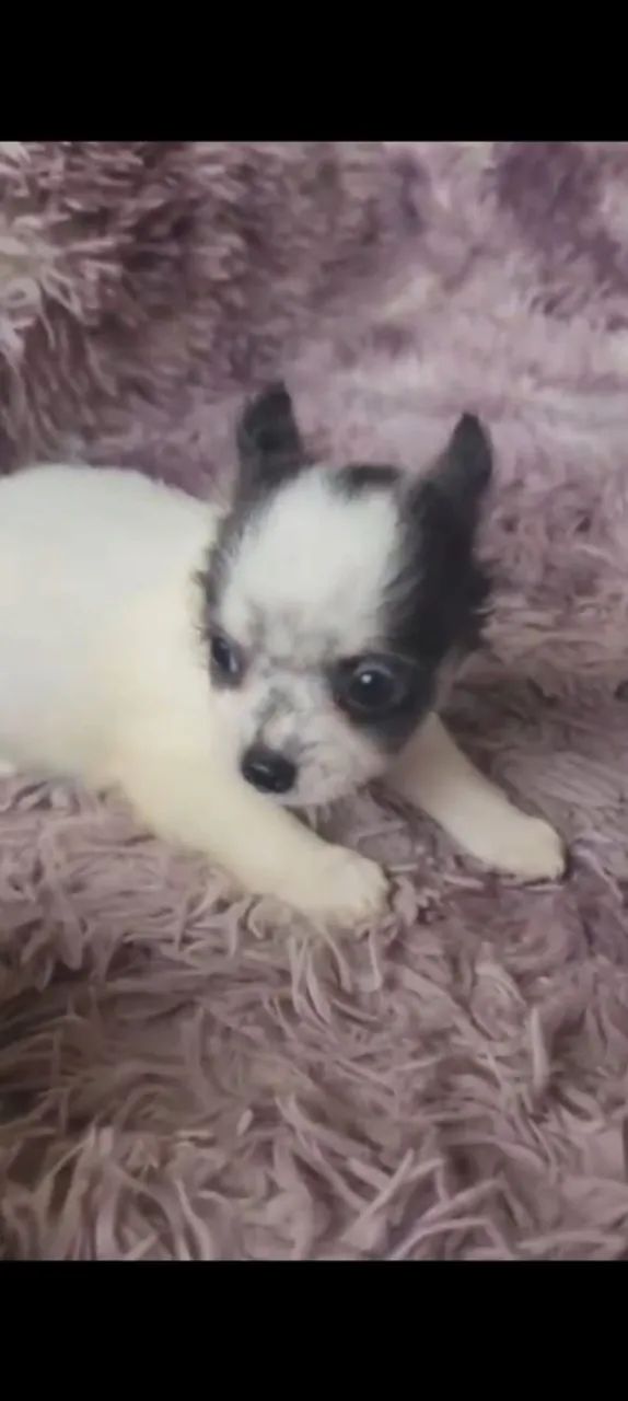 Venda Chihuahuas macho e fêmea - Foto 2