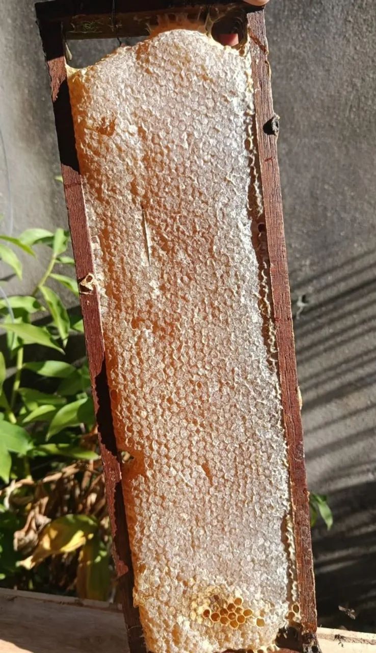 Favo de mel inteiro puro legítimo 