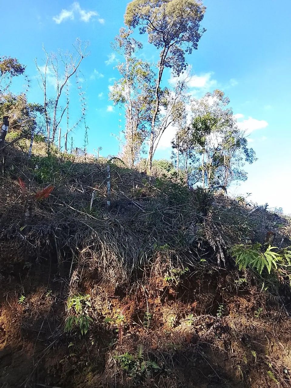 Terreno em Colombo  - Foto 4