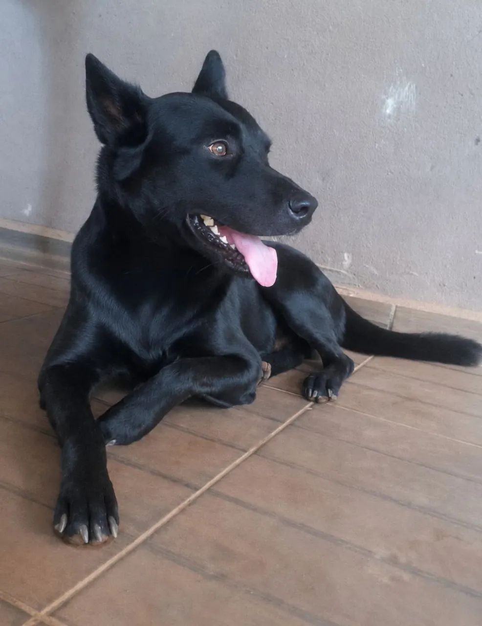 Desaparecido dou recompensa  - Foto 4