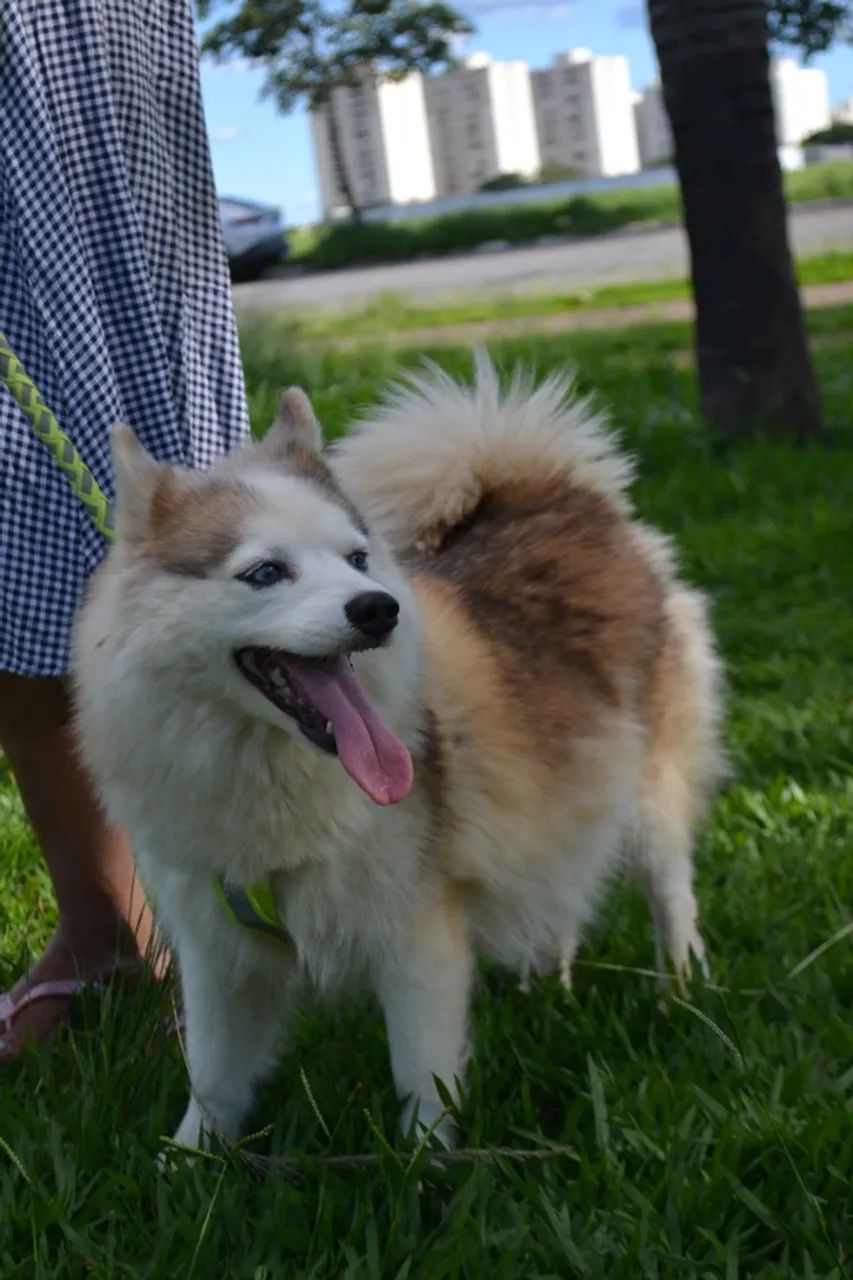 pomsky legitimos  - Foto 5