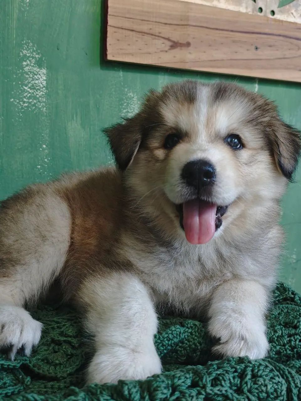 Filhotes de Husky Siberiano  - Foto 3