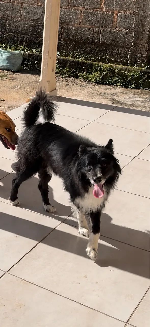 Cachorro - Foto 3