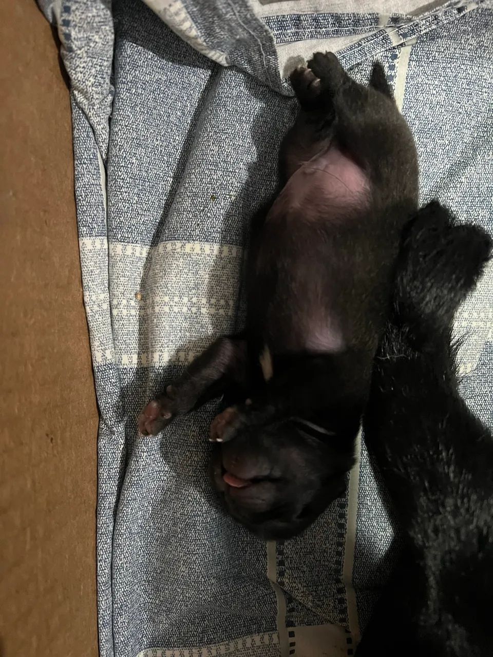 Filhote de PUG - Foto 5