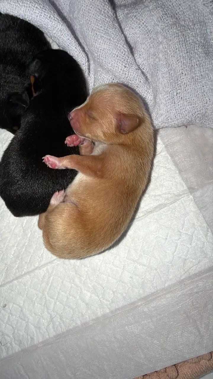 PINSCHER MINI  - Foto 2