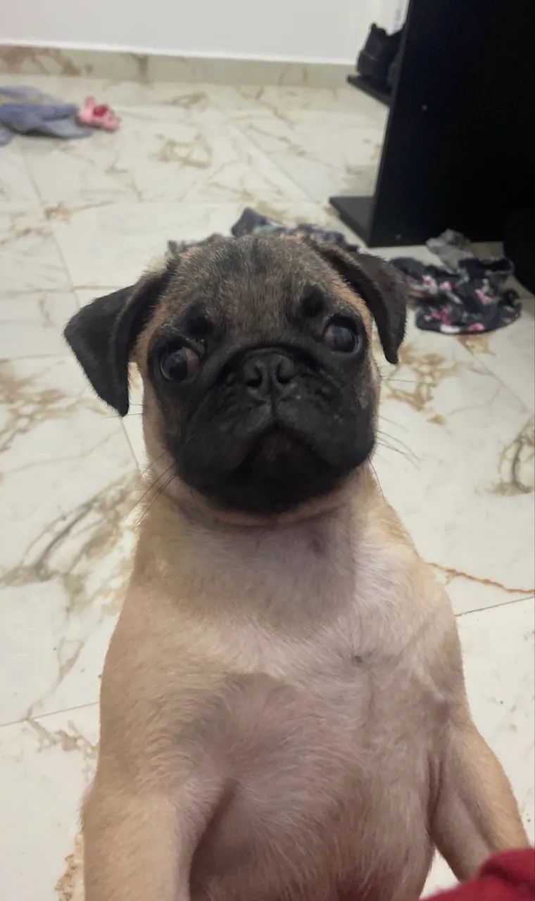 Pug Filhote Original 