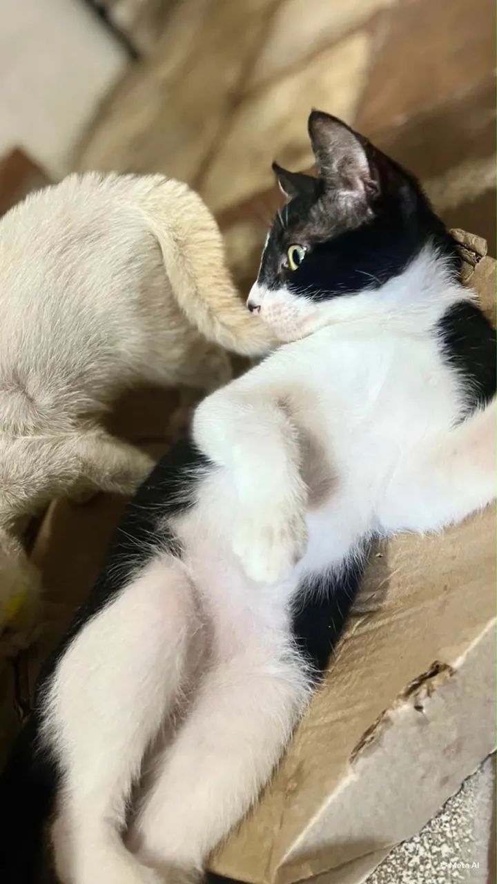 Gato macho para adoção  - Foto 2