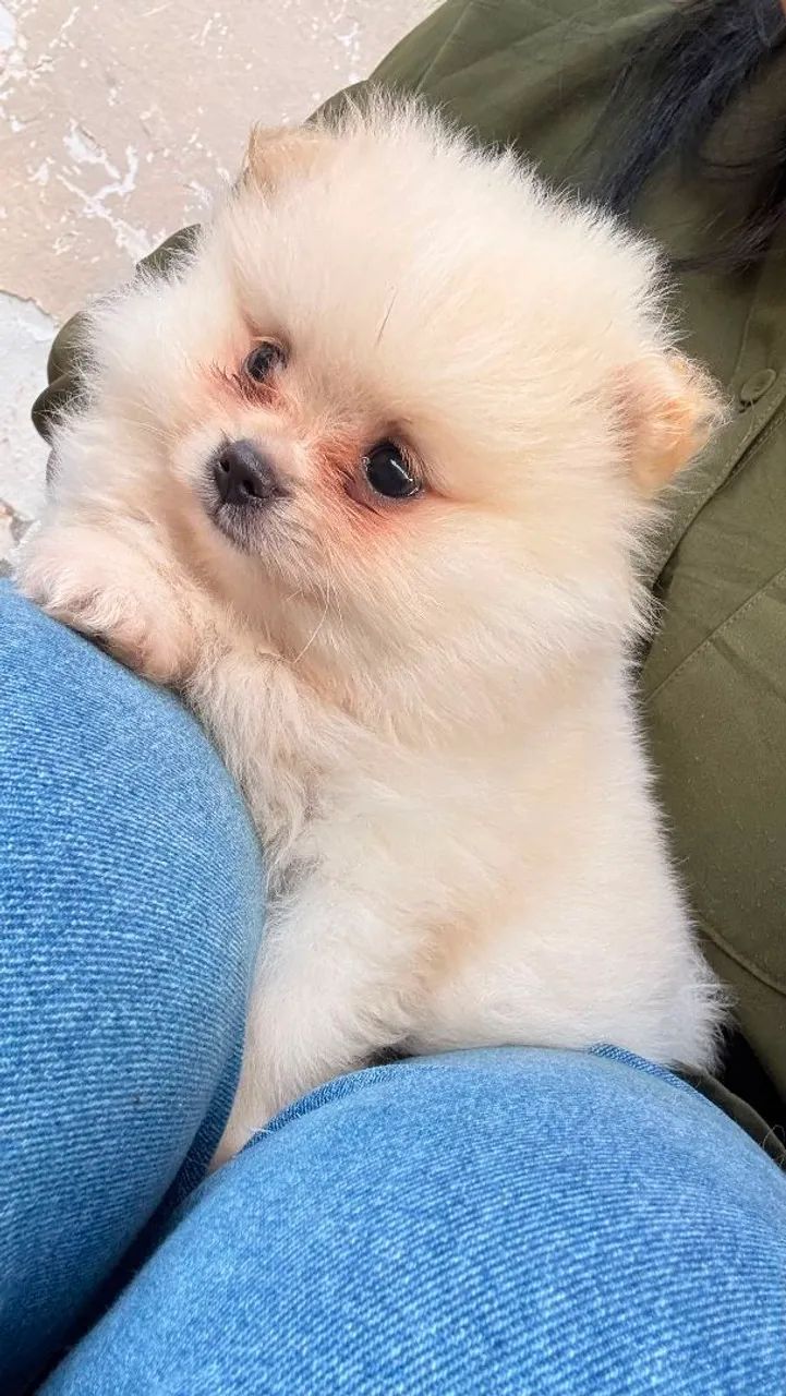 Lulu Spitz 