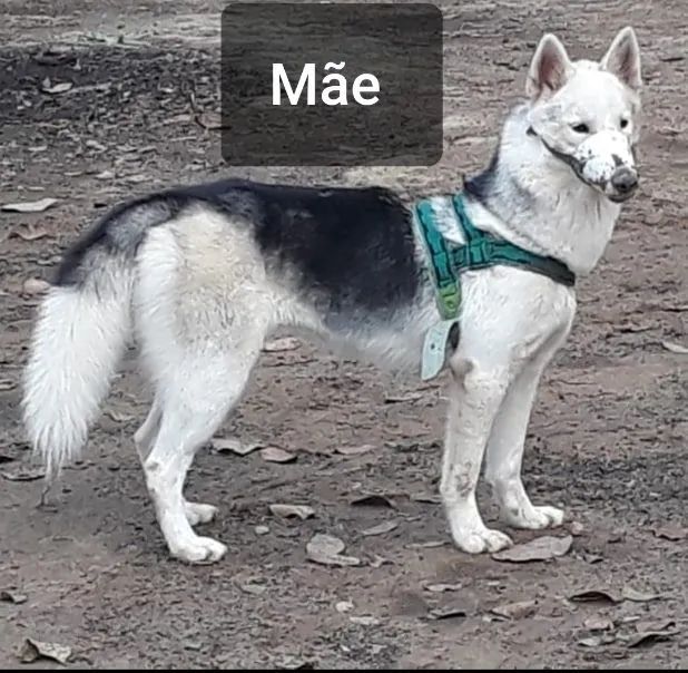 Husky Siberiano  - Foto 3