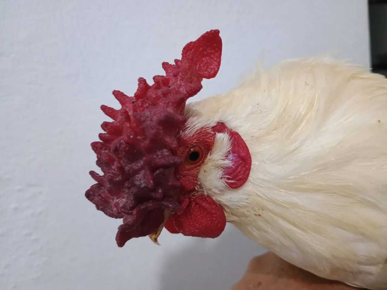 Galinho garnizé suro