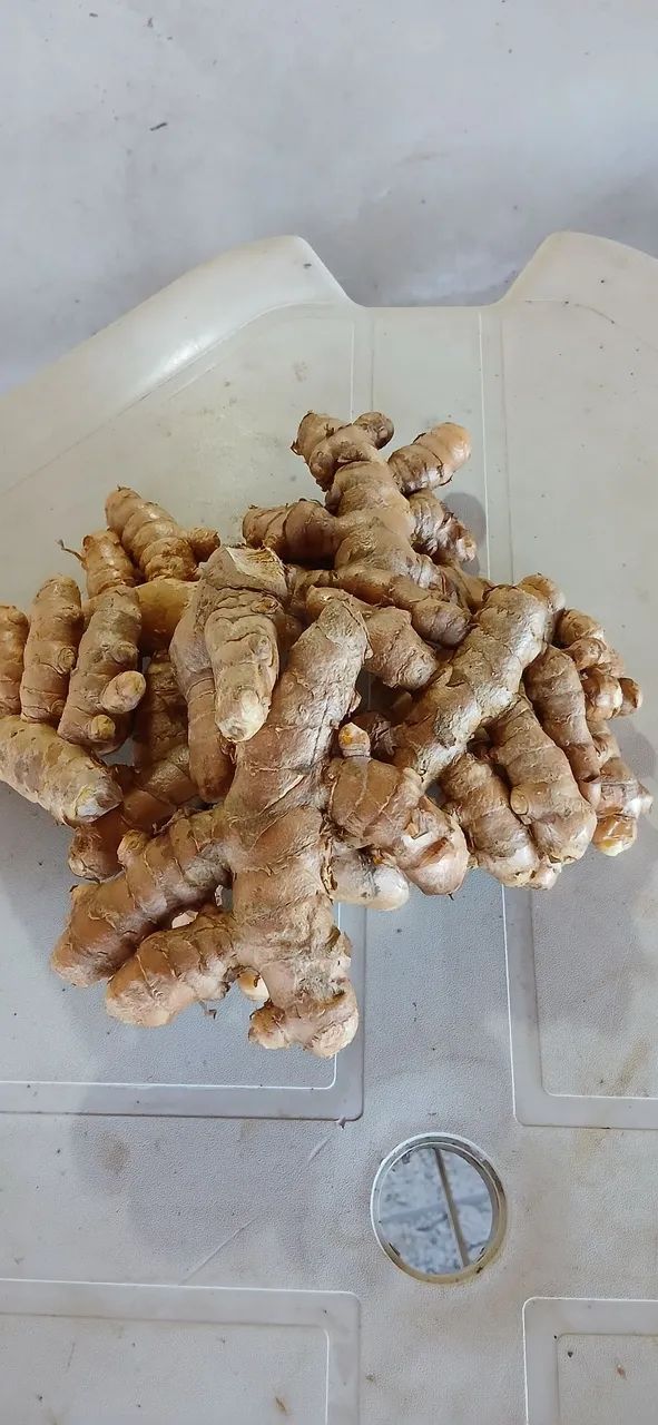 Cúrcuma longa (açafrão) - Foto 2