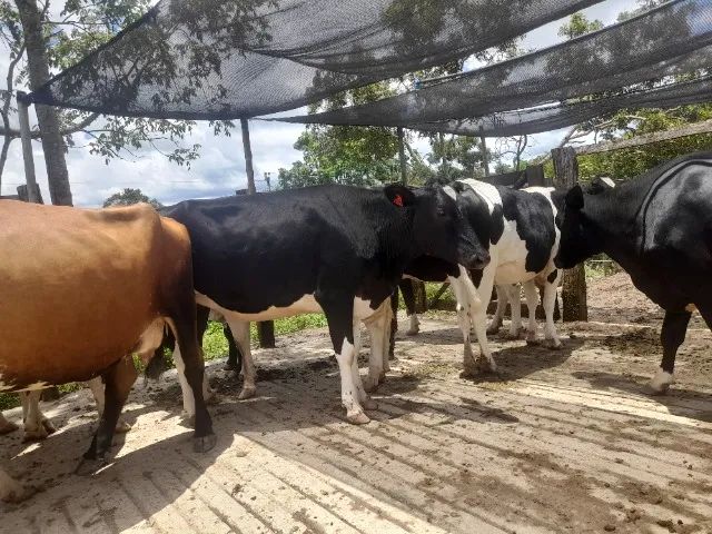 Liquidação de plantel de Vacas, Novilhas e Bezerras Leiteiras - Animais de Inseminação - Foto 6