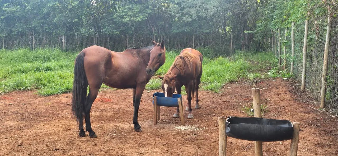 ÉGUA MANGALARGA MARCHADOR  - Foto 5