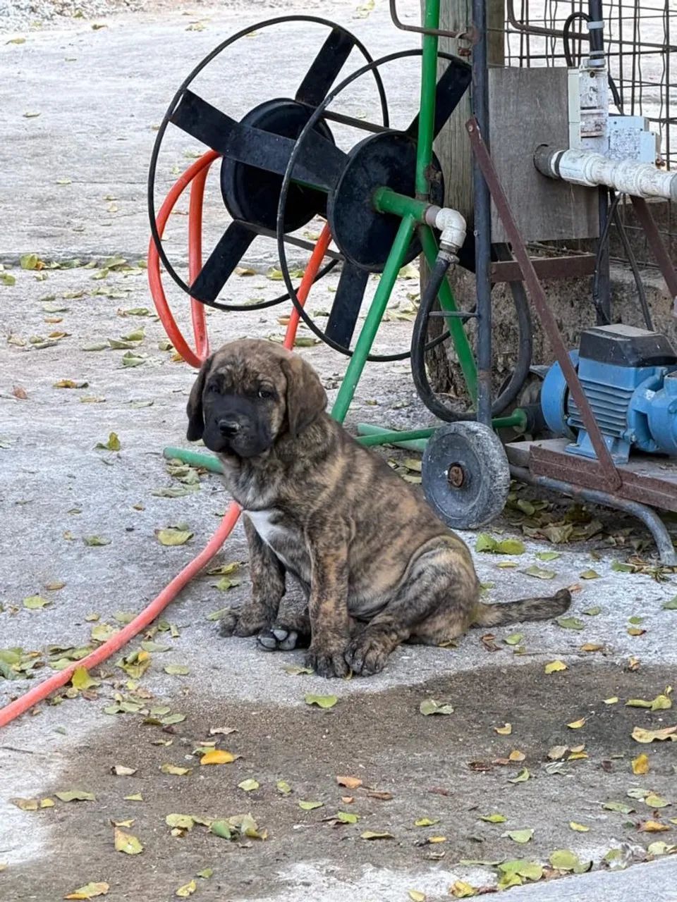 Fila brasileiro  - Foto 2