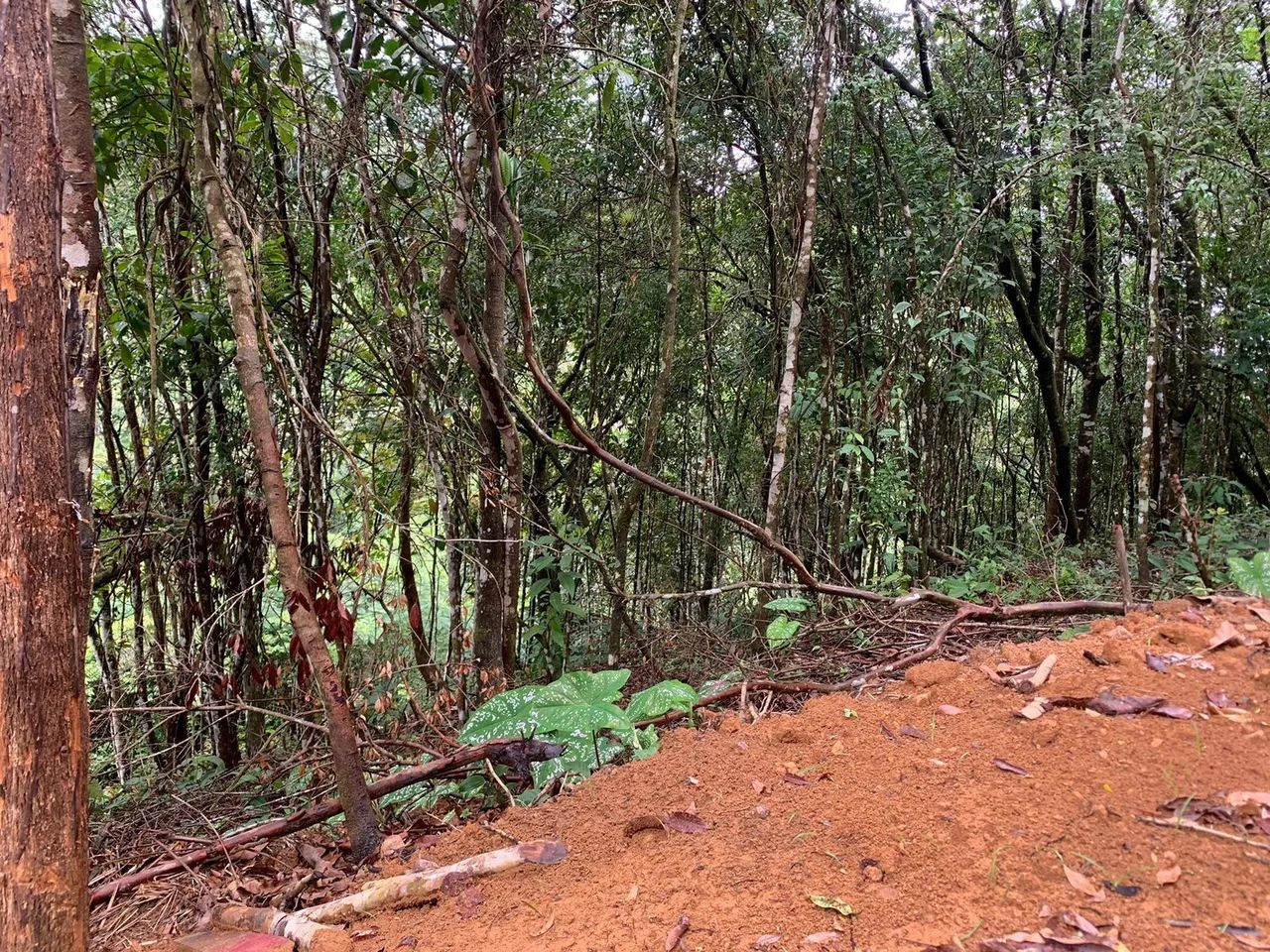 Terreno na serra de Pacoti  - Foto 5