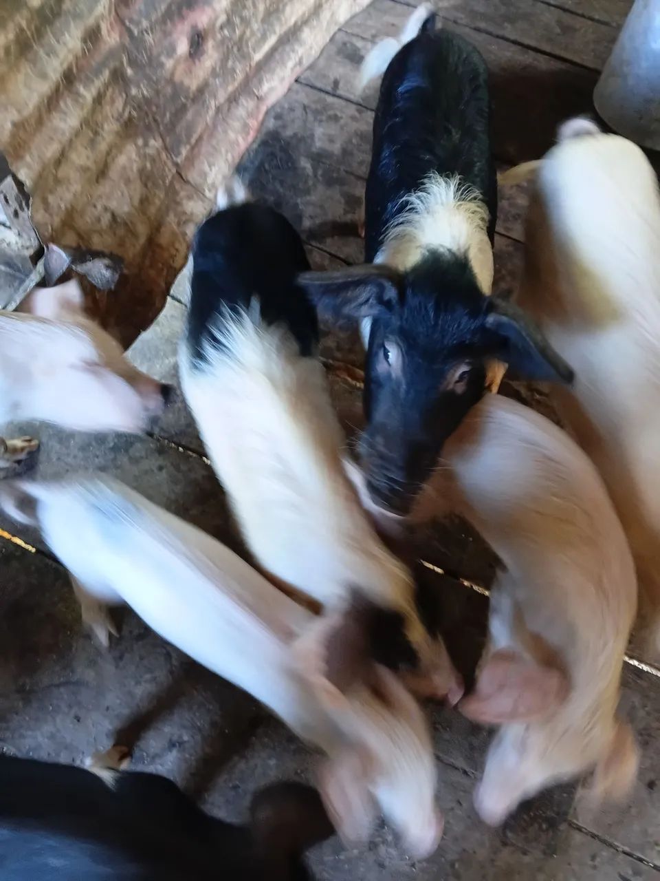 Porcos para vendas - Foto 4