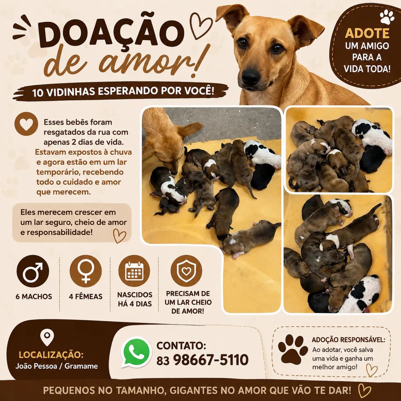 Adoção de filhotes