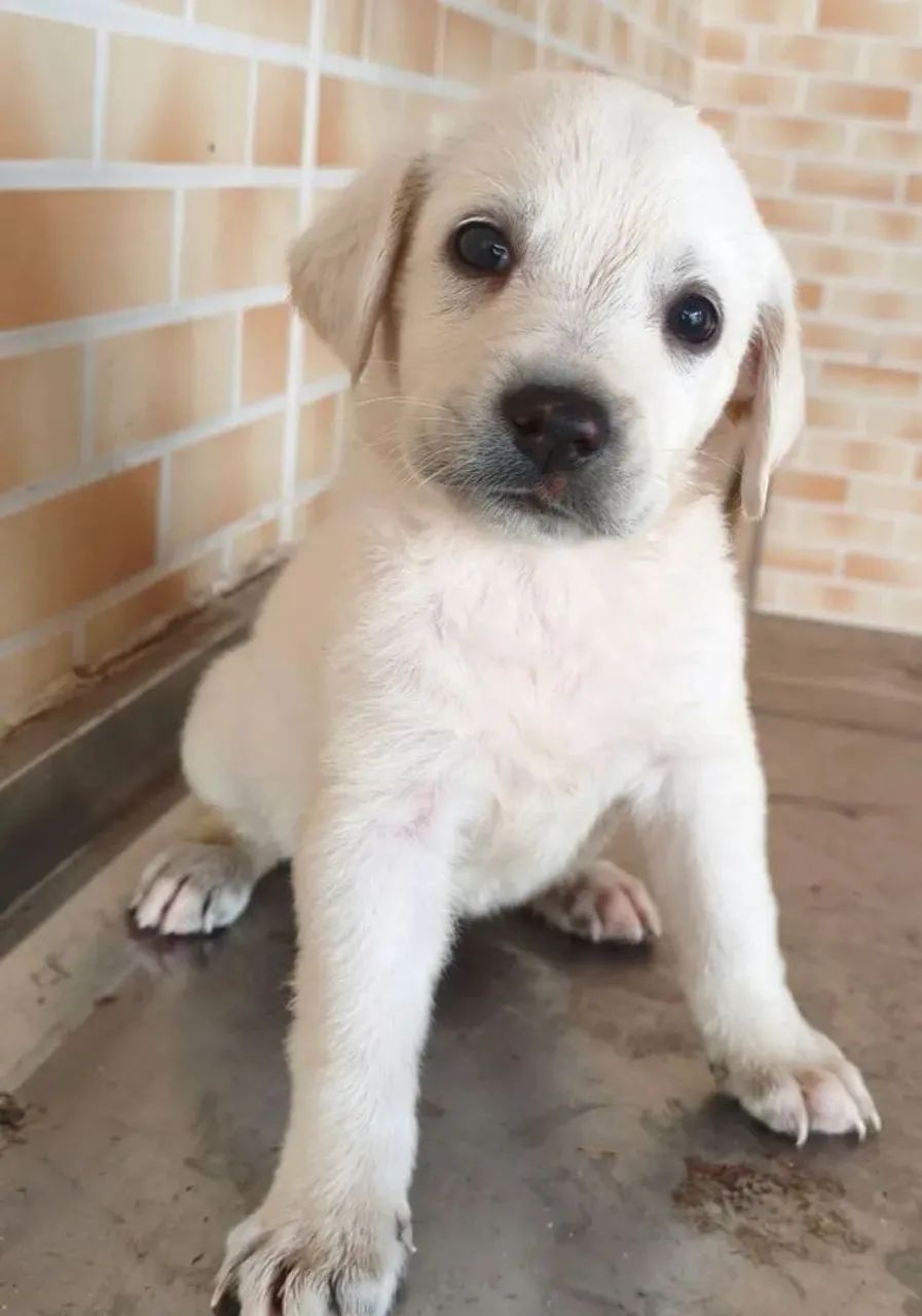 Labrador 