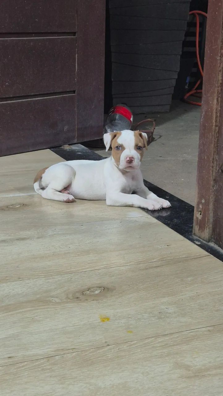 Filhote fêmea Pitbull  - Foto 4