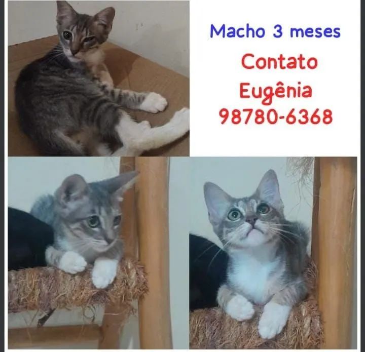 Gatos pra doação 