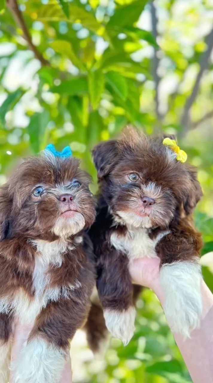 Shih tzu  - Foto 2