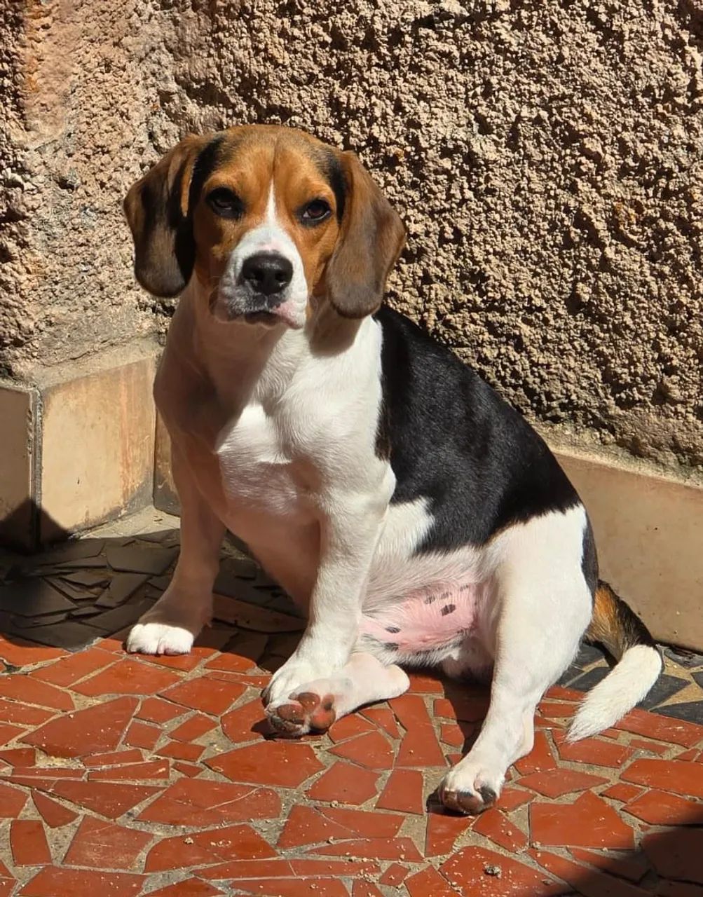 Beagle Mini Machos Disponíveis  - Foto 4