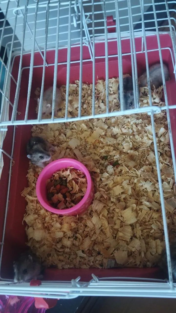 Hamsters anão russo  - Foto 3