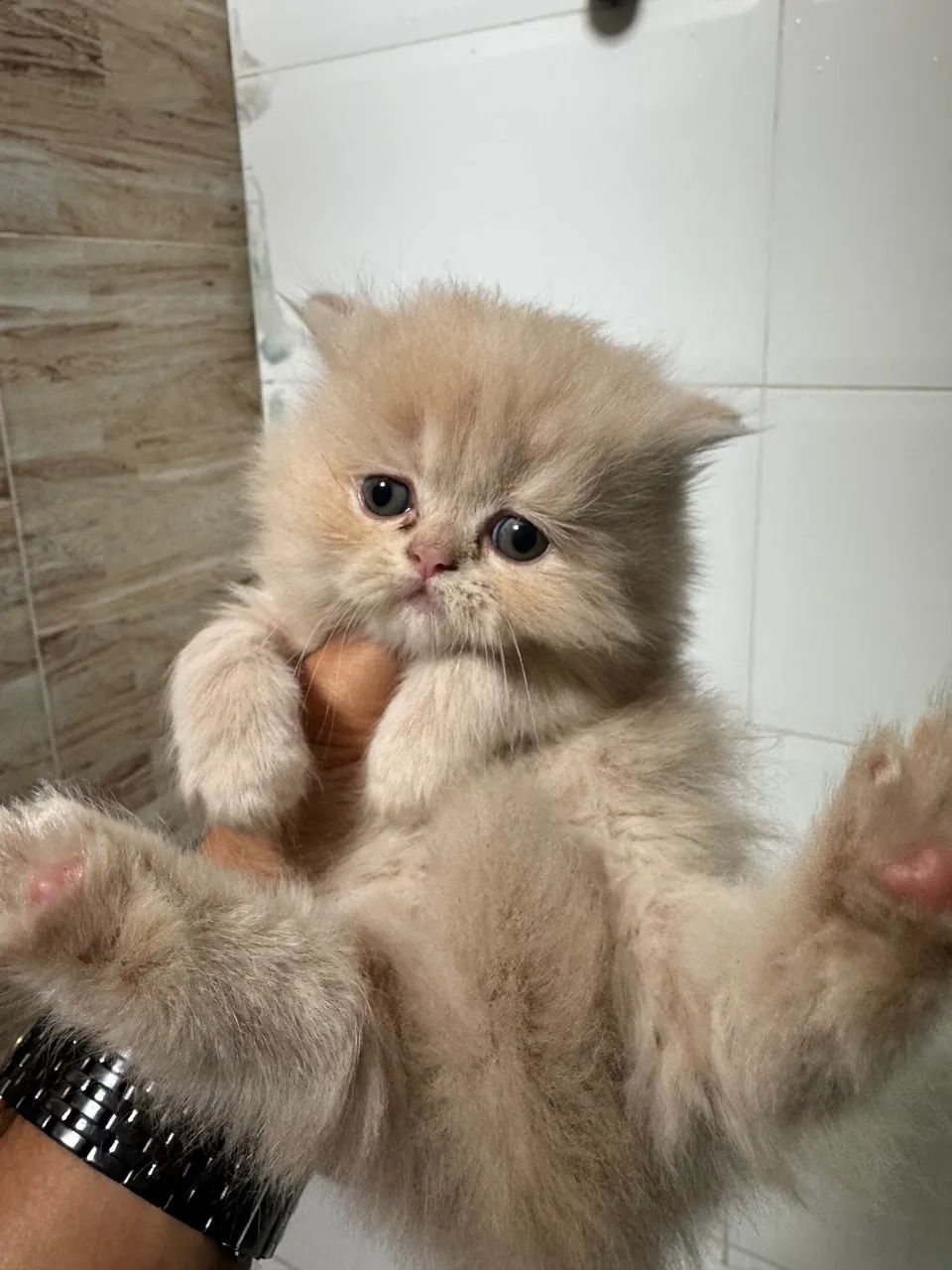Gatos persas laranja e creme  - Foto 4