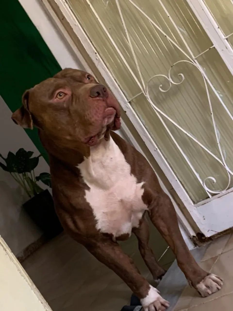 Pitbull  - Foto 2