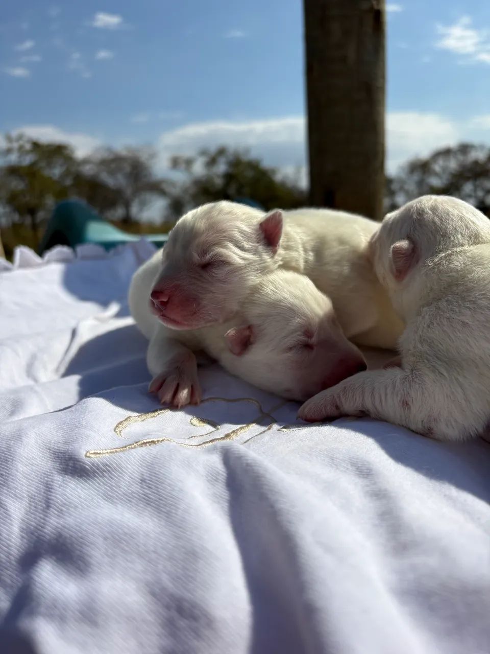 Husky siberiano - procedência e genética  - Foto 3