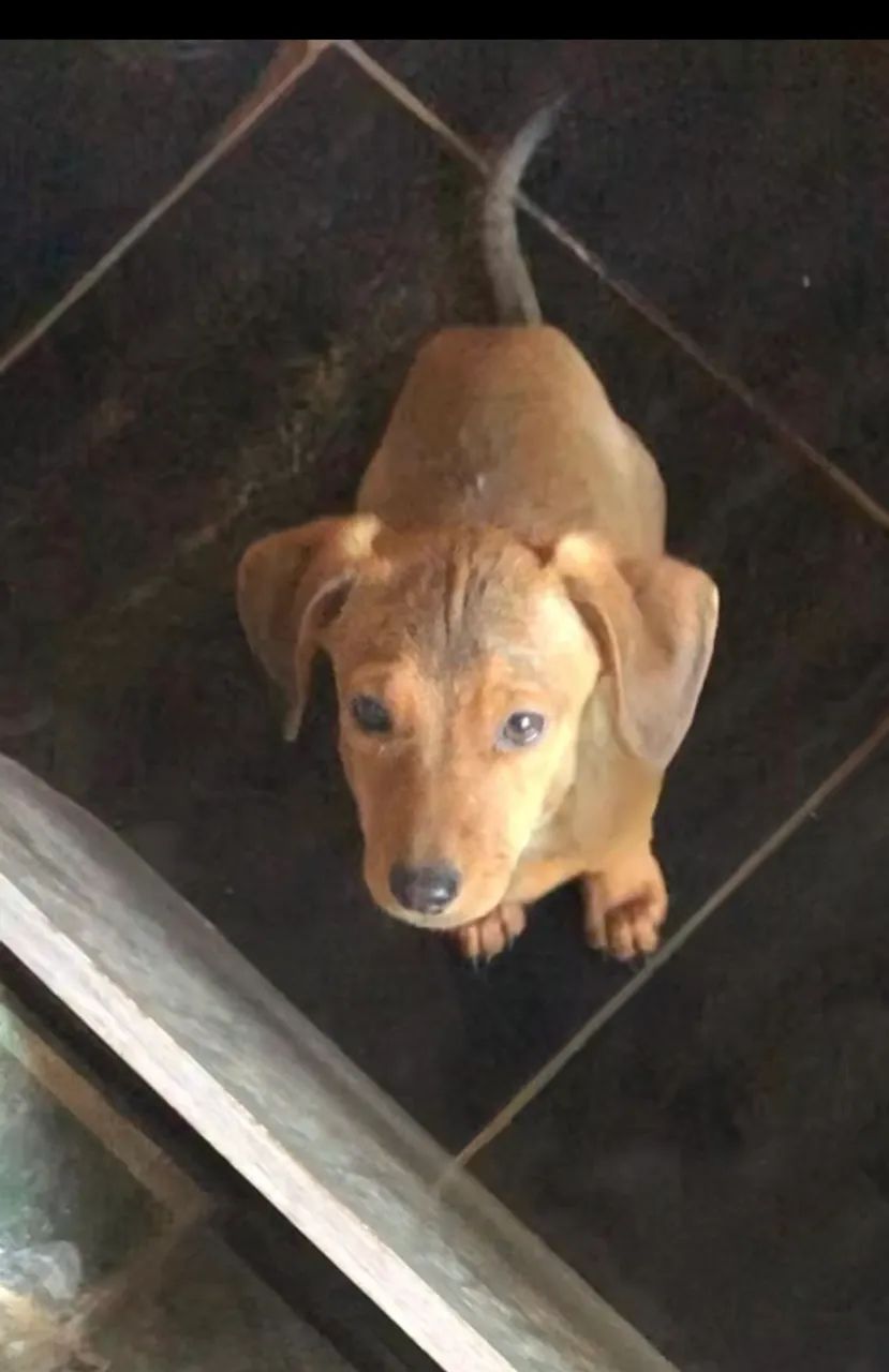 DOAÇÃO DE PETS!!! - Foto 3