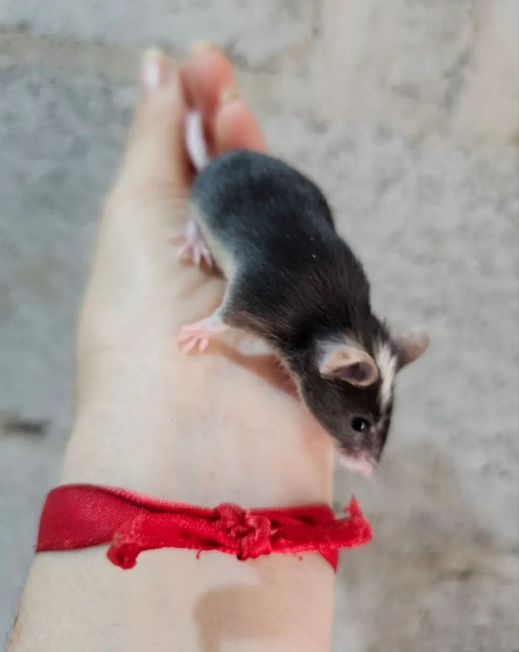 Camundongos 