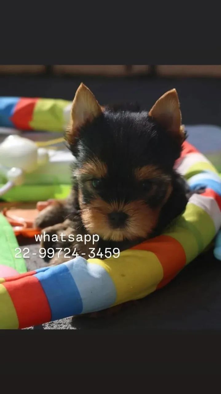 Machinhos de Yorkshire micro em promoção! - Foto 2