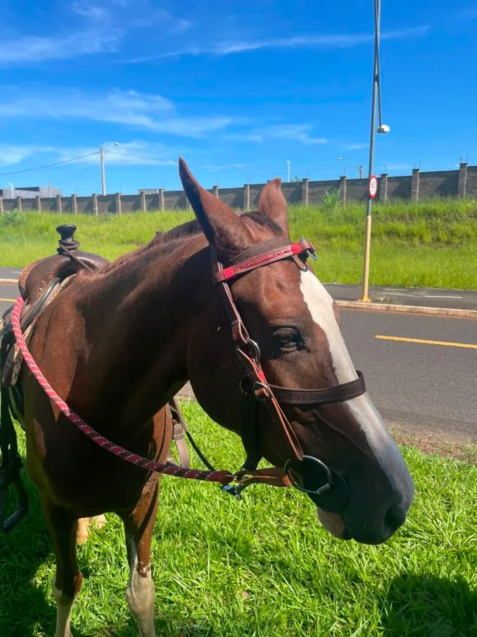 Vendo cavalo Manga larga - Foto 4