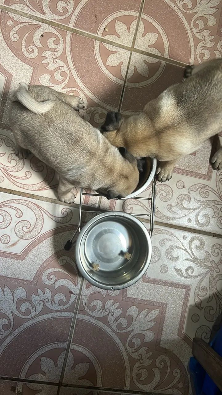 Pug - Foto 2