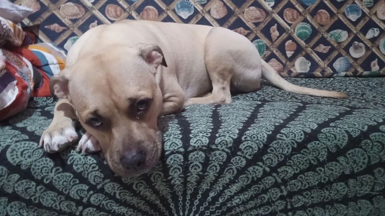 Doação de pet - Foto 2