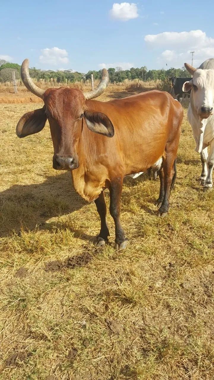 Vacas de leite  - Foto 2