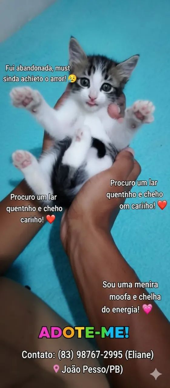 ? ADOÇÃO URGENTE! ?<br><br>  - Foto 2