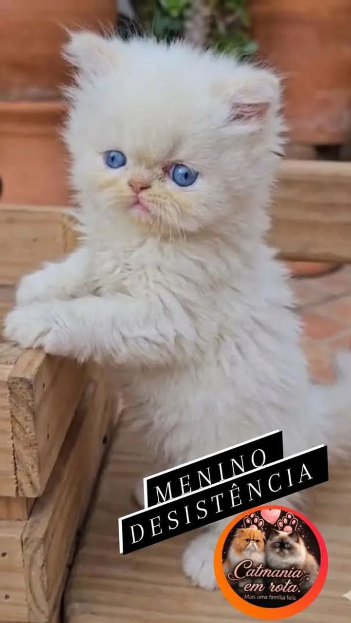 Persa - Foto 4