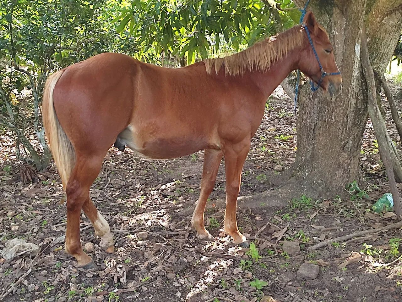 Potro quarto de milha a venda  - Foto 5