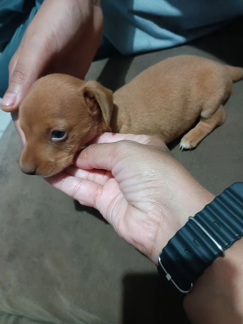 Dachshund - Foto 5